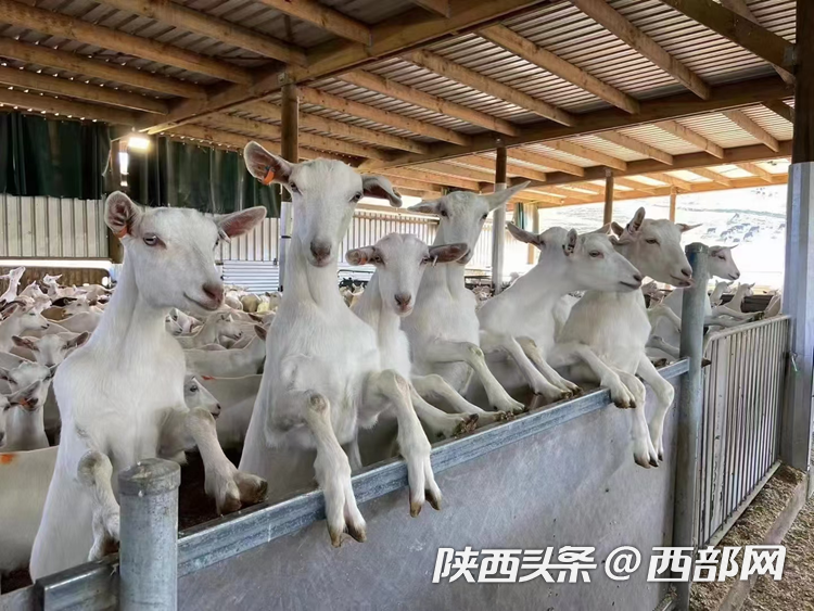宝鸡养殖场