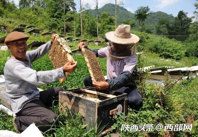 陕西养殖合作社